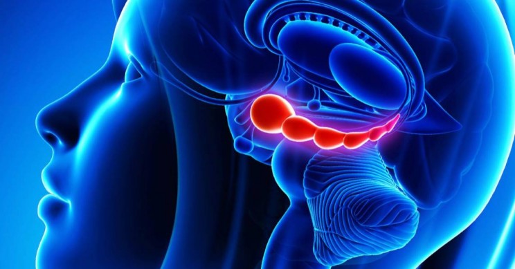 Scientists Learn How Brain Fights Off Fear and Why it Sometimes Fails