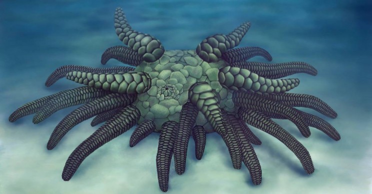 Newly Discovered Sea Creature Fossil Named After Cthulhu