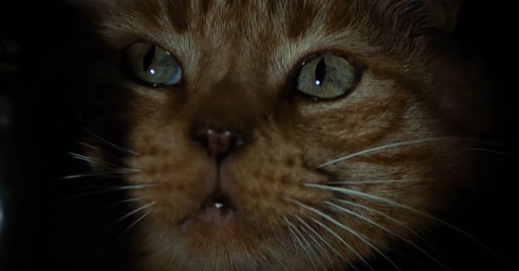 Jones-The-Cat Jones the Cat