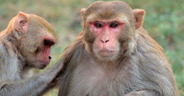 Rhesus-Mazaques-Socializing Rhesus Macaques Socializing