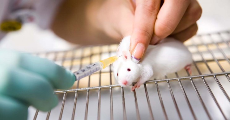 Testing-On-Mouse Testing On Mouse