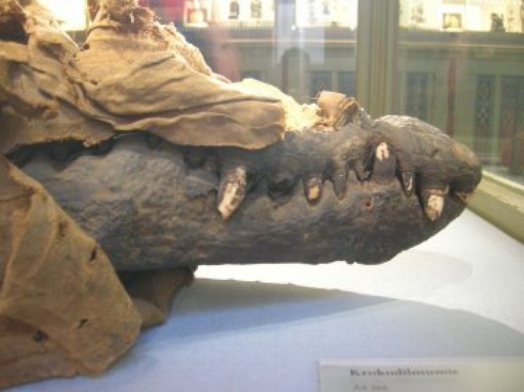 Crocodile mummy Crocodile mummy