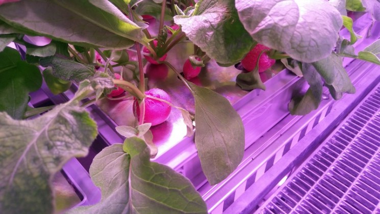 Vegetables Grown in Antarctica Without Soil or Daylight Pave the Way for Mars Mission