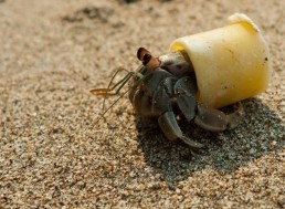 Plastics: Greatest Thing Since Sliced Bread Or a Threat To The Earth?