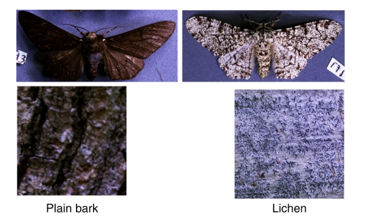 Darwin's famous peppered moths