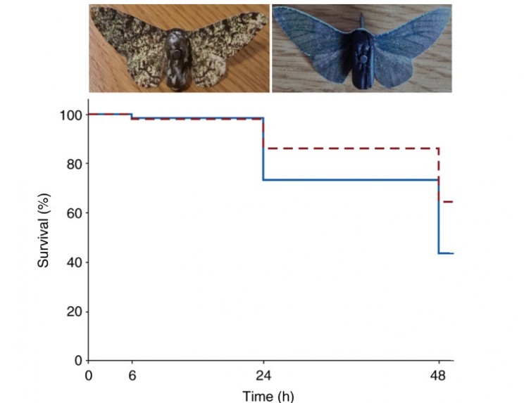 Darwin's Moths survival over time