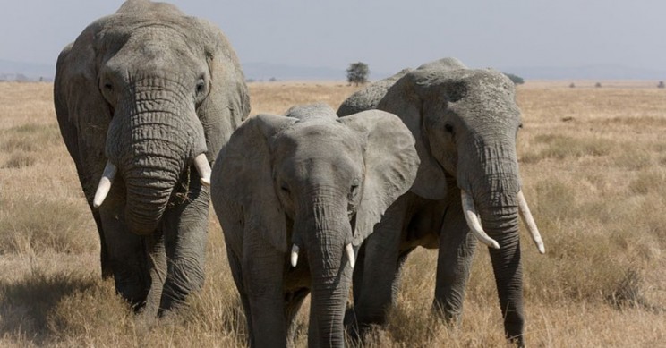 Elephants' Zombie Genes Could Help Save Them From Cancer