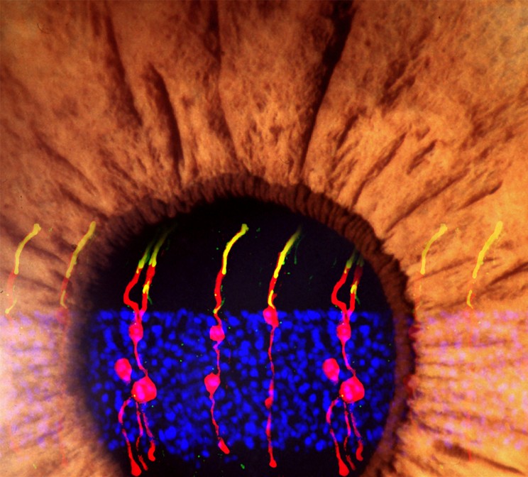 Scientists Restore Vision in Blind Mice Using Retinal Stem Cell Technique Scientists Restore Vision in Blind Mice Using Retinal Stem Cell Technique