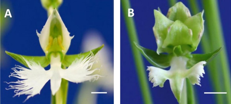 Molecular Mechanism of Orchids Revealed by Japanese Scientists Molecular Mechanism of Orchids Revealed by Japanese Scientists