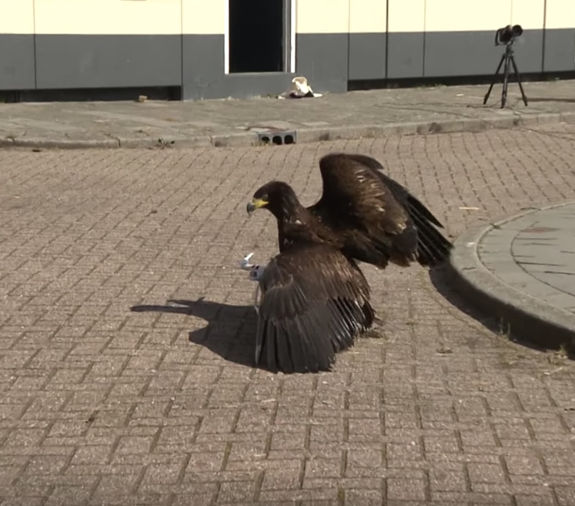 Eagles Will No Longer Be Enlisted as Drone Hunters Eagles Will No Longer Be Enlisted as Drone Hunters