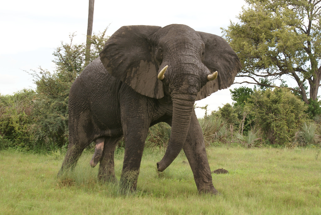 Elephant Injected with LSD Elephant Injected with LSD