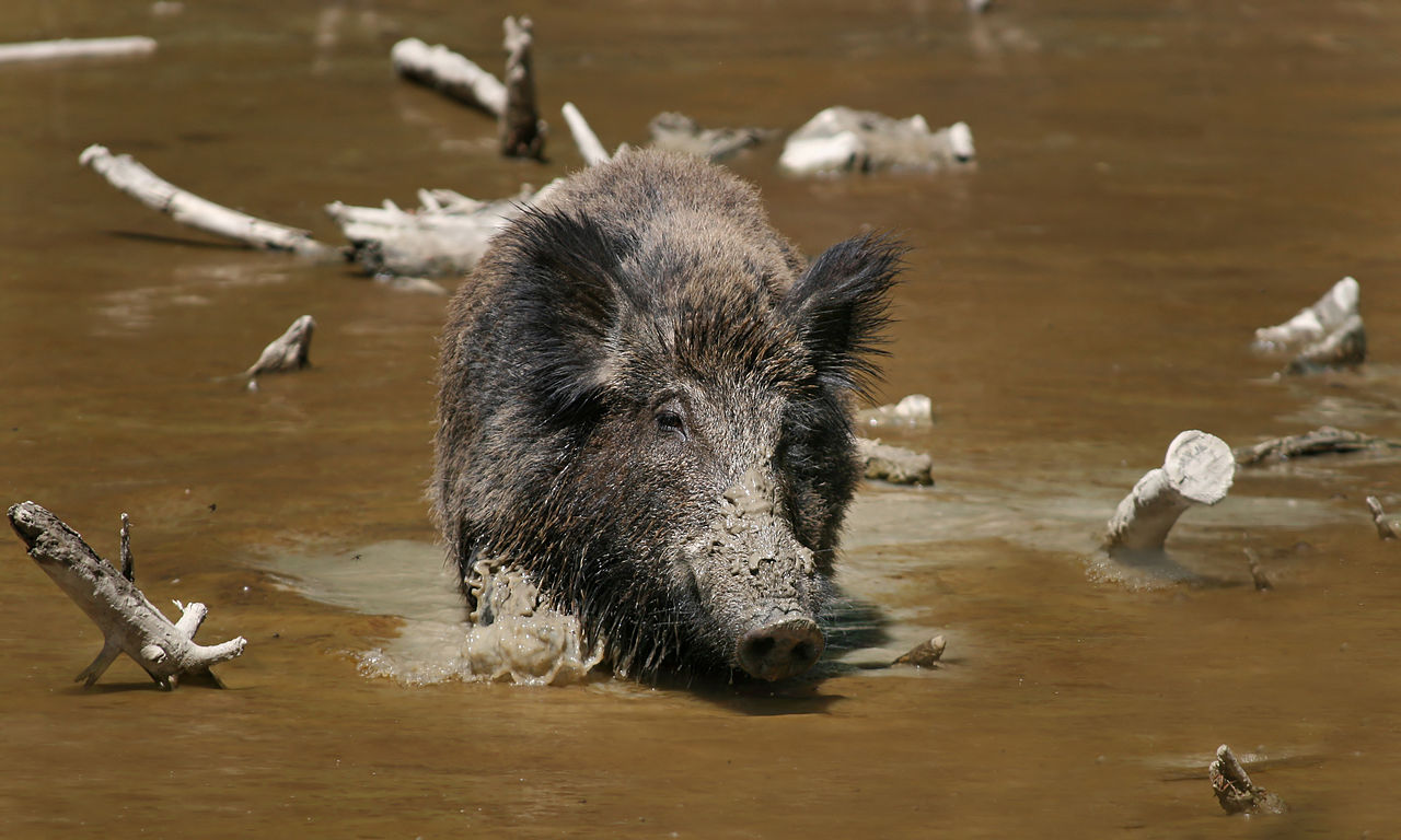Feral Pig Feral Pig