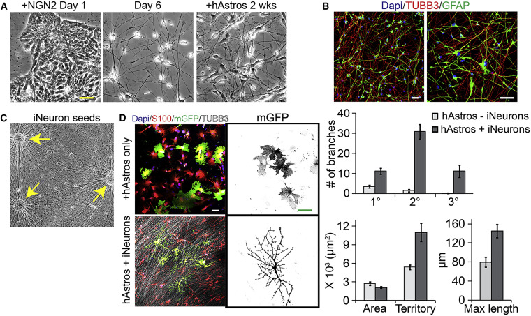 Scientists Create 3D Mini Brain Models From Human Stem Cells for Research Scientists Create 3D Mini Brain Models From Human Stem Cells for Research