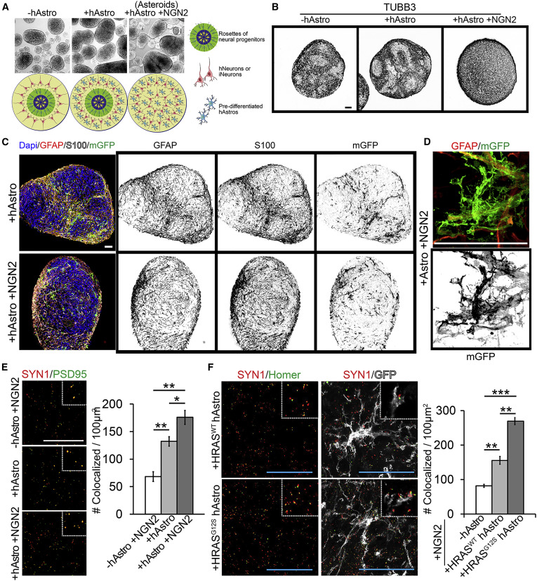 Scientists Create 3D Mini Brain Models From Human Stem Cells for Research Scientists Create 3D Mini Brain Models From Human Stem Cells for Research