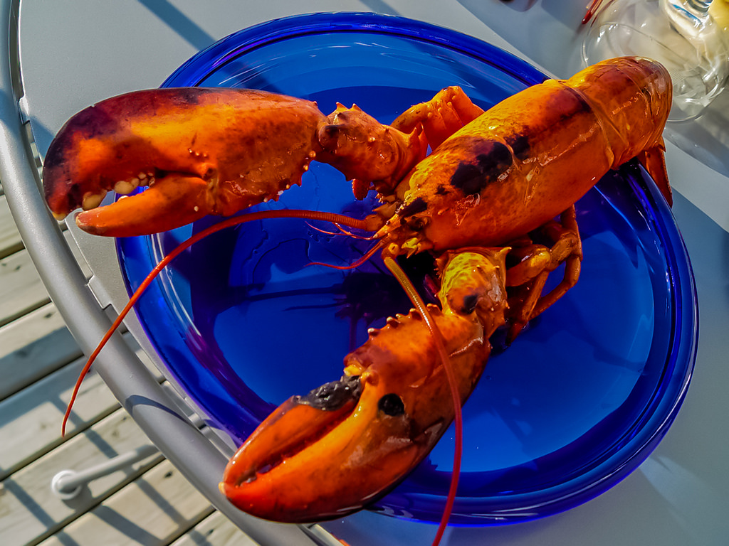 Lobster Given Marijuana Lobster Given Marijuana