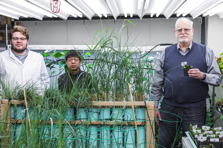 Genetically Modified House Plant Can Remove Polluted Air Genetically Modified House Plant Can Remove Polluted Air