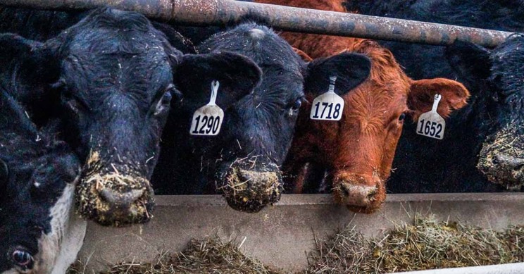 Cow-Feed Cow Feed