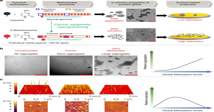 New Promising Nano-Based Technique to Detect Cancer New Promising Nano-Based Technique to Detect Cancer