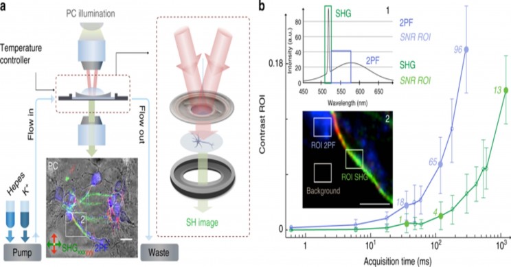 New Study Provides Insight Into Neuron Communication Patterns