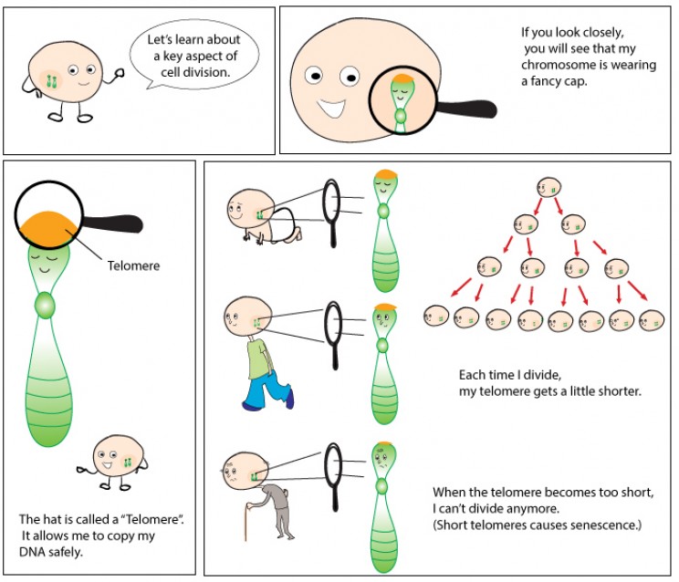 Telomeres and Ageing Telomeres and Ageing
