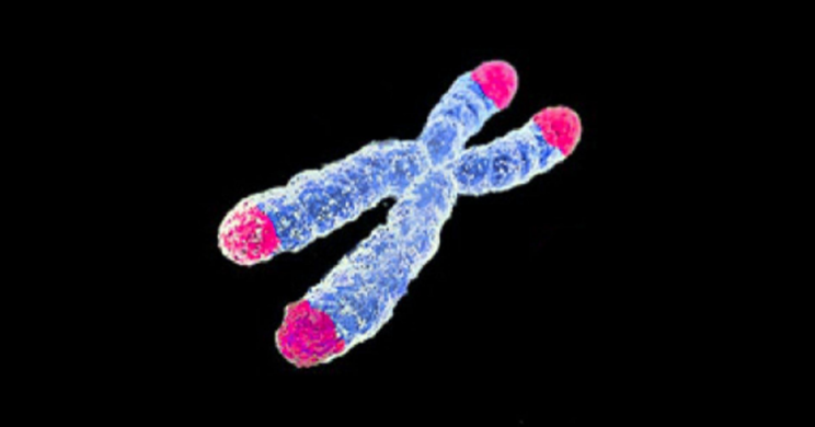 Telomere Telomere