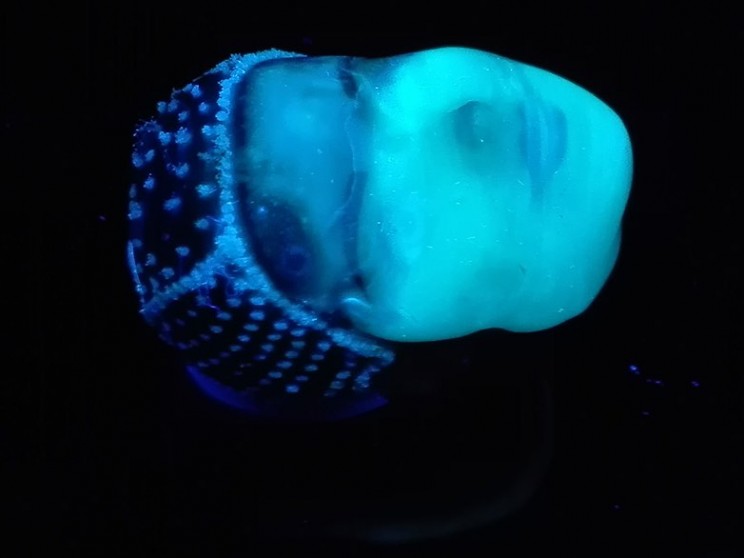 New 3D Printer Uses Biocompatible Ink That Contains Living Bacteria New 3D Printer Uses Biocompatible Ink That Contains Living Bacteria