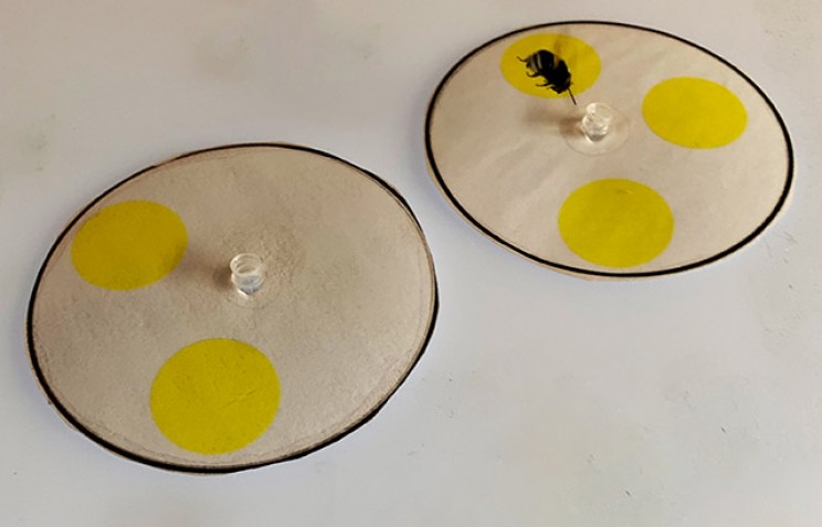 Bees Complete Counting Tasks Using Just Four Nerve Cells Bees Complete Counting Tasks Using Just Four Nerve Cells