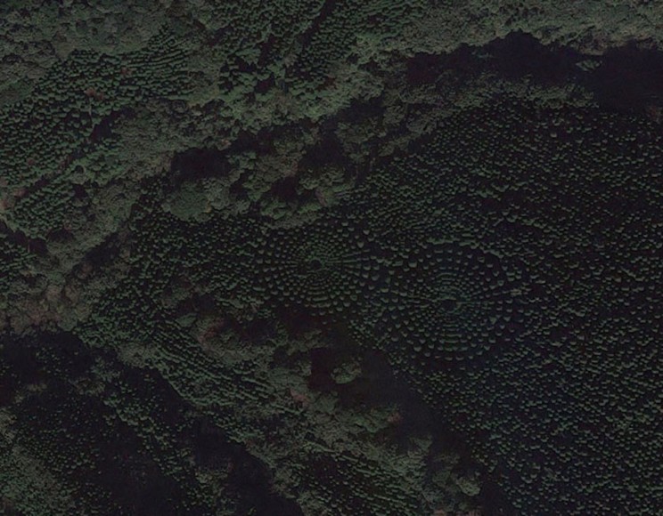 Half A Century Lasting Japanese Experiment Creates Stunning Geometric ‘Crop Circles’