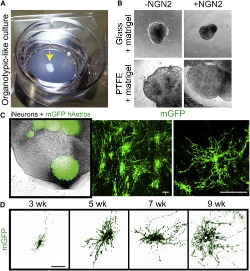 Scientists Create 3D Mini Brain Models From Human Stem Cells for Research Scientists Create 3D Mini Brain Models From Human Stem Cells for Research