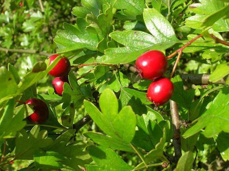 home remedies Hawthorn