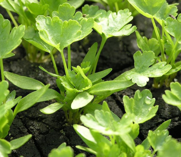 home remedies Parsley