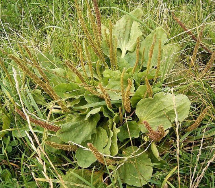 home remedies Plantago major