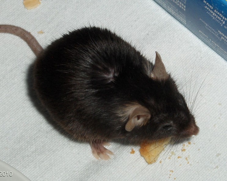 Drug testing on Mice Drug testing on Mice
