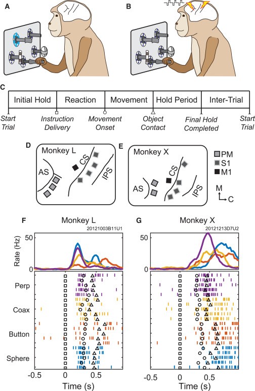 Scientists 'Inject' Information into Brains of Monkeys Using Electrical Currents Scientists 'Inject' Information into Brains of Monkeys Using Electrical Currents