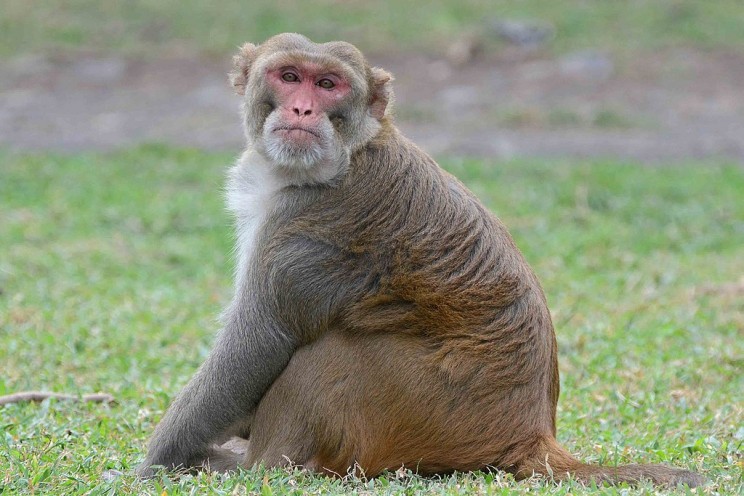 Monkey Drug Trials Psychological Experiment Monkey Drug Trials Psychological Experiment