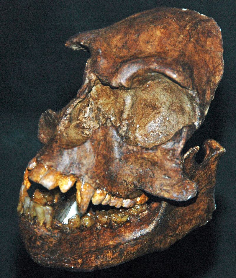 The Fossil Teeth That Could 'Rewrite History' Establish an Unthinkable Theory The Fossil Teeth That Could 'Rewrite History' Establish an Unthinkable Theory