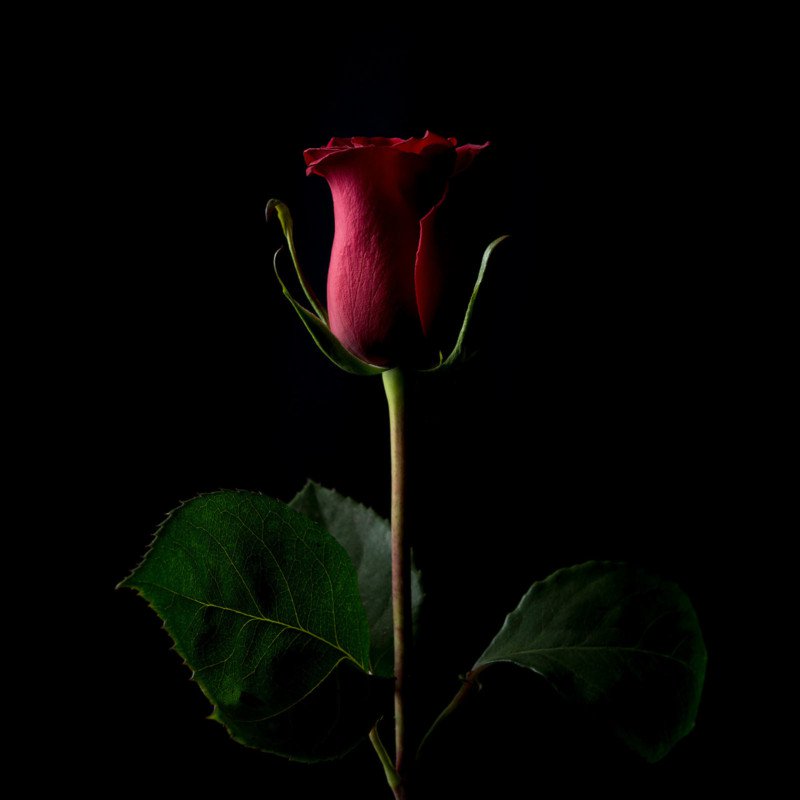 Crypto-Artwork "The Forever Rose" Sells for $1 Million on Valentine's Day Crypto-Artwork "The Forever Rose" Sells for $1 Million on Valentine's Day