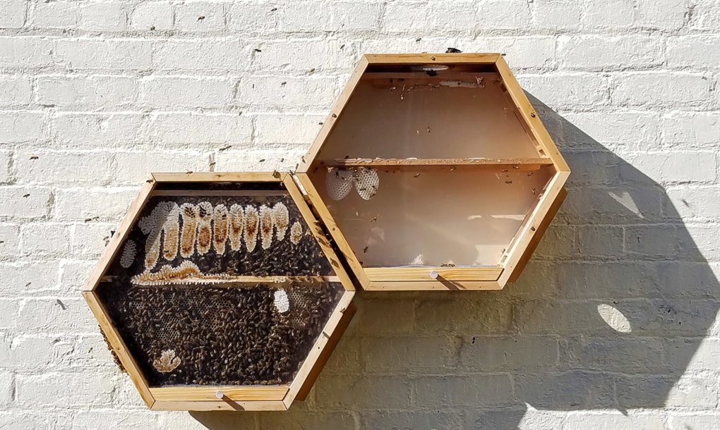 Company Creates Beehives you can Mount on your Wall Company Creates Beehives you can Mount on your Wall