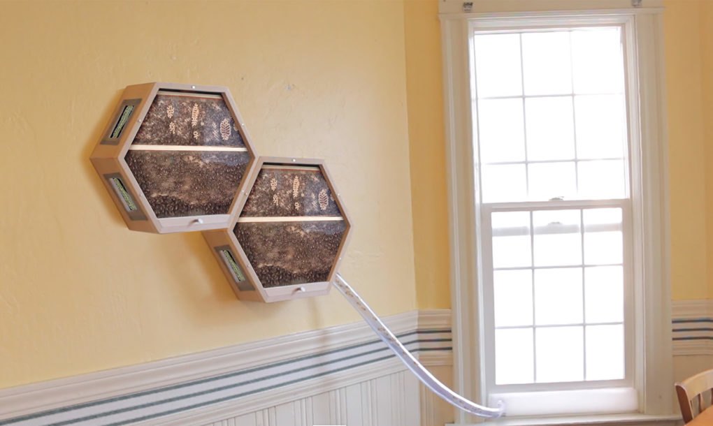 Company Creates Beehives you can Mount on your Wall Company Creates Beehives you can Mount on your Wall