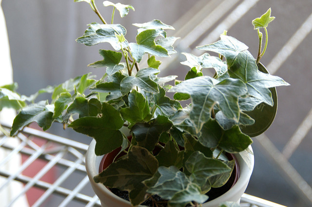 11 Easy Tips to Improve the Indoor Air Quality in Your Home 11 Easy Tips to Improve the Indoor Air Quality in Your Home