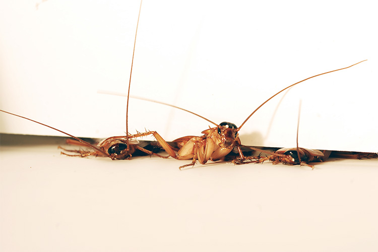 Scientists Look to Cockroaches to Build Better Crawling and Climbing Robots Scientists Look to Cockroaches to Build Better Crawling and Climbing Robots