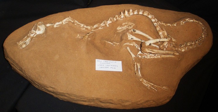 This New Dinosaur Looks Less Like a Raptor and More like a Duck