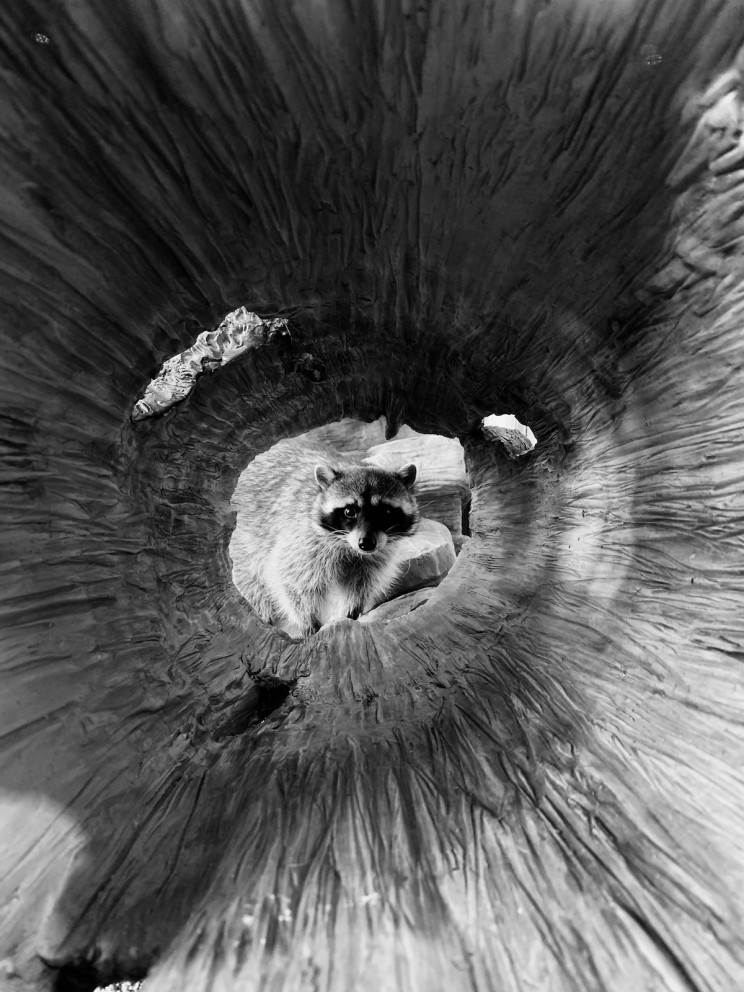 The Best Apple iPhone Photography of The Year