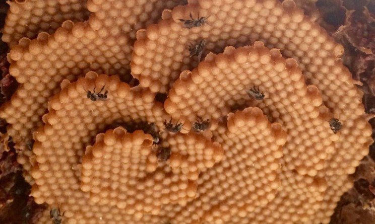 Australian Stingless Bees Build Stunning Spiral Hives and No One's Quite Sure Why Australian Stingless Bees Build Stunning Spiral Hives and No One's Quite Sure Why