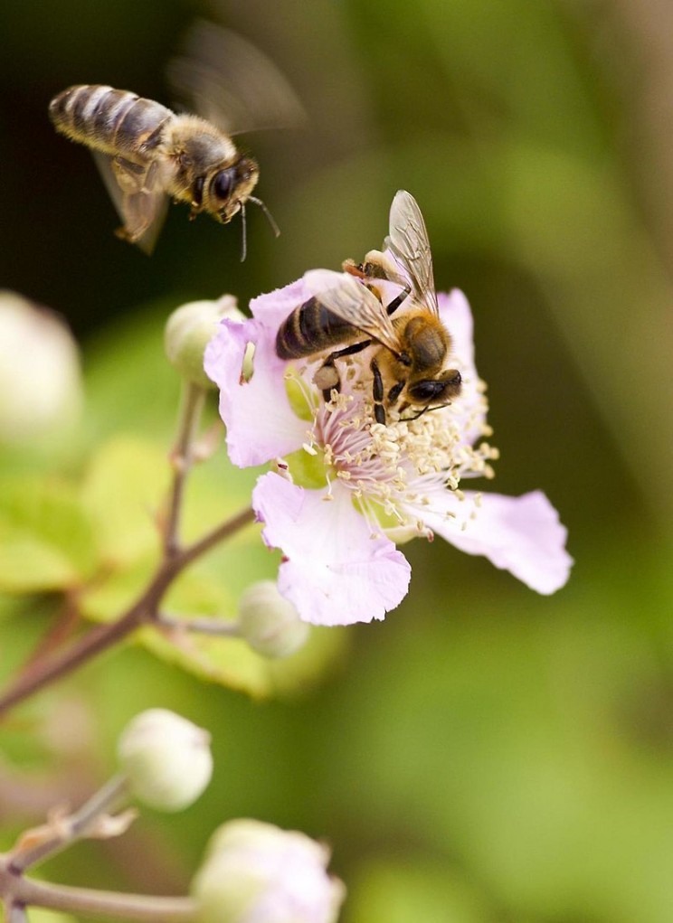 GMO myths bees