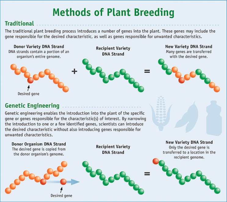 GMO myths breeding