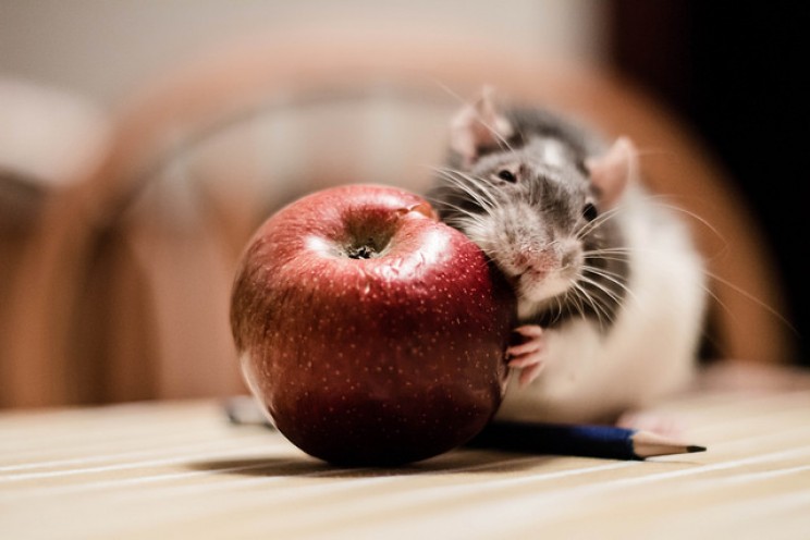 GMO myths rats