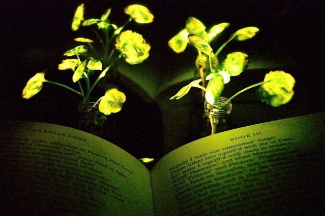 Glowing Nanobionic Plants MIT 13 of the Most Forward-Thinking, Pioneering Engineering Students to Watch