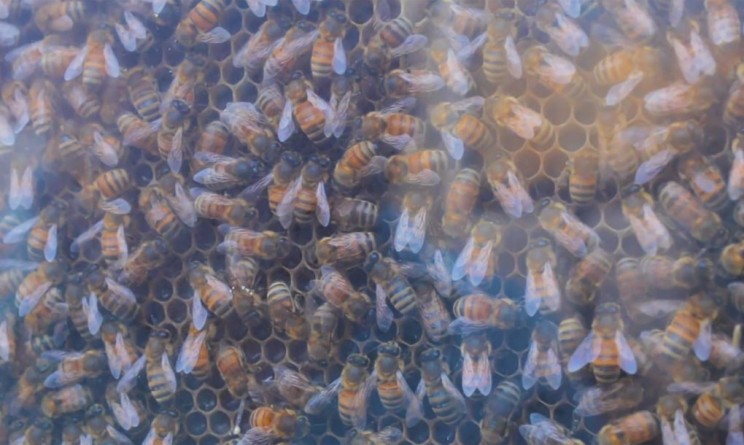 Company Creates Beehives you can Mount on your Wall Company Creates Beehives you can Mount on your Wall
