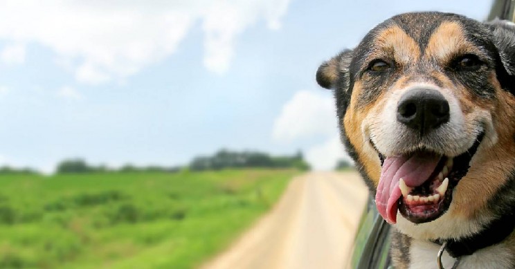 Who’s a Good Boy? Just like Humans, Dog Personalities Change